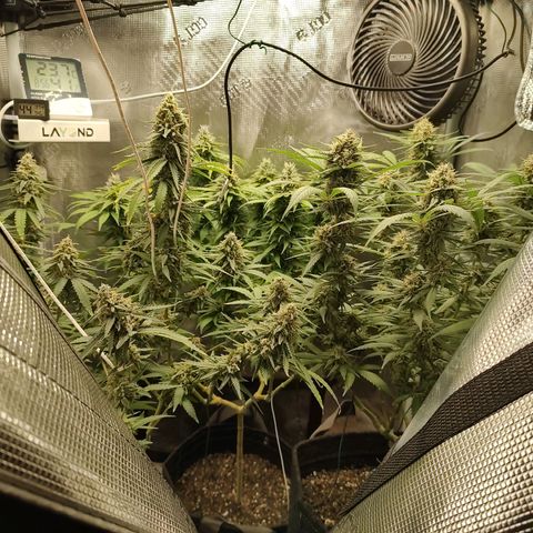 Durban Poison growlog timeline photo