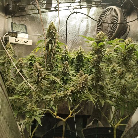 Durban Poison growlog timeline photo