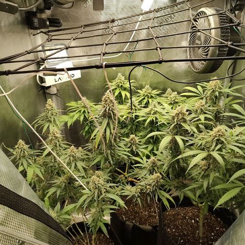 Durban Poison growlog timeline photo