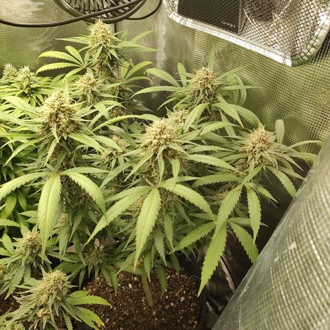 Durban Poison growlog timeline photo