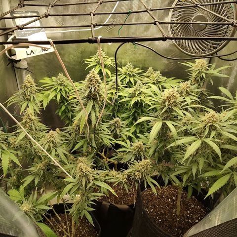 Durban Poison growlog timeline photo