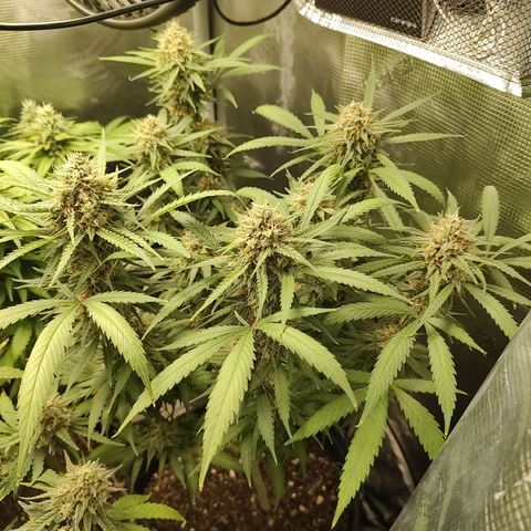 Durban Poison growlog timeline photo