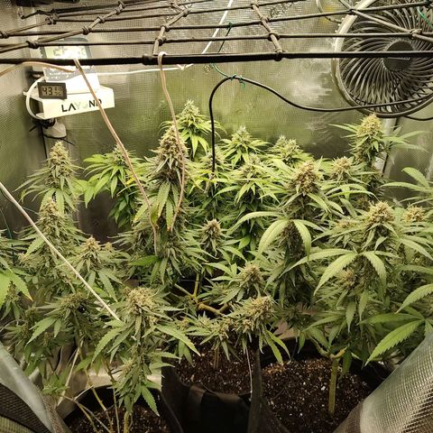 Durban Poison growlog timeline photo