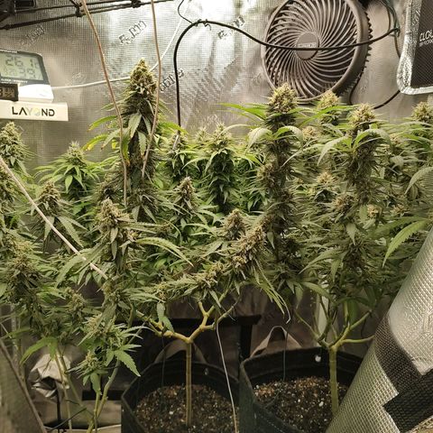 Durban Poison growlog timeline photo