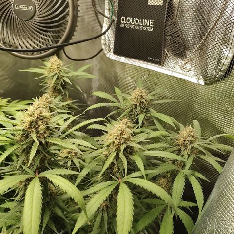 Durban Poison growlog timeline photo