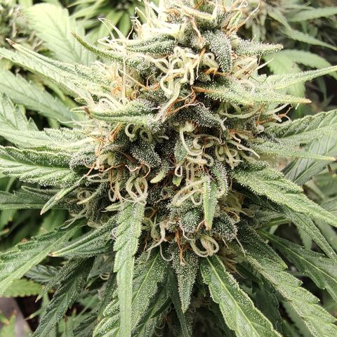 Durban Poison growlog timeline photo