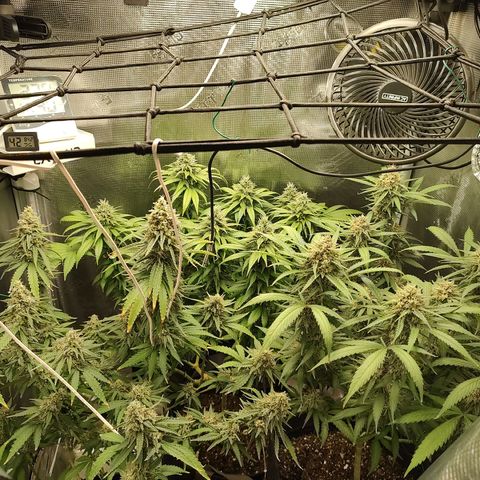Durban Poison growlog timeline photo