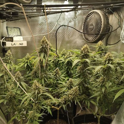 Durban Poison growlog timeline photo