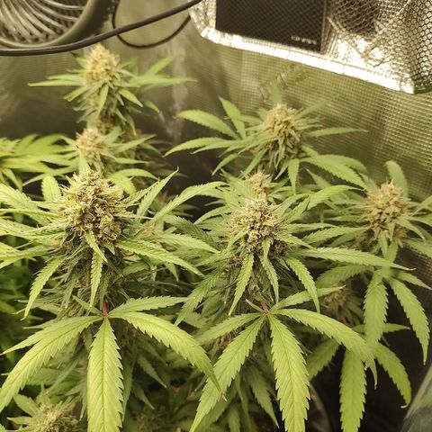 Durban Poison growlog timeline photo