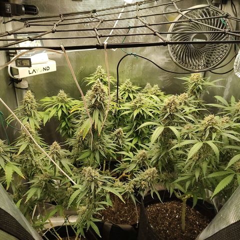 Durban Poison growlog timeline photo