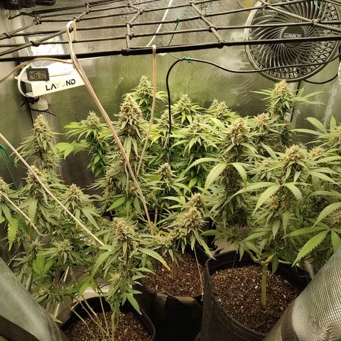 Durban Poison growlog timeline photo