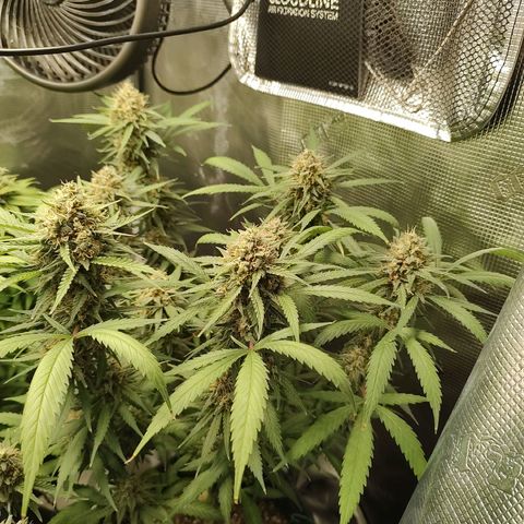 Durban Poison growlog timeline photo