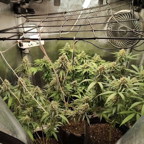 Durban Poison growlog timeline photo
