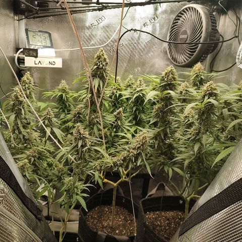 Durban Poison growlog timeline photo