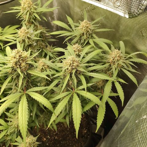 Durban Poison growlog timeline photo