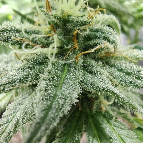 Durban Poison growlog timeline photo