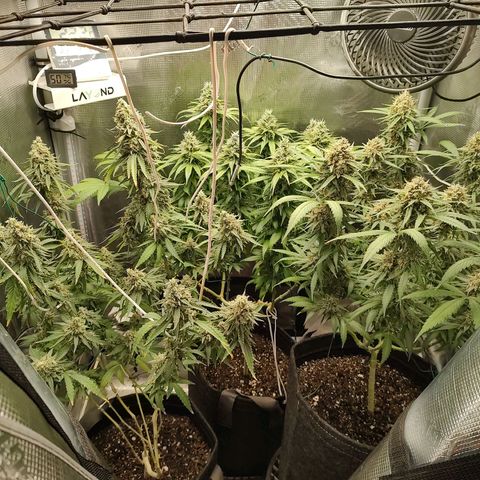 Durban Poison growlog timeline photo