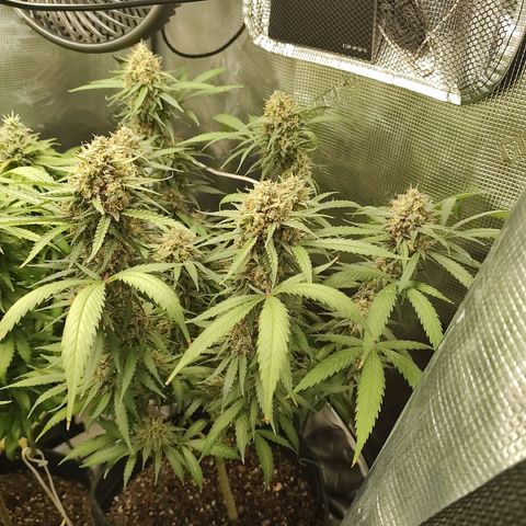 Durban Poison growlog timeline photo