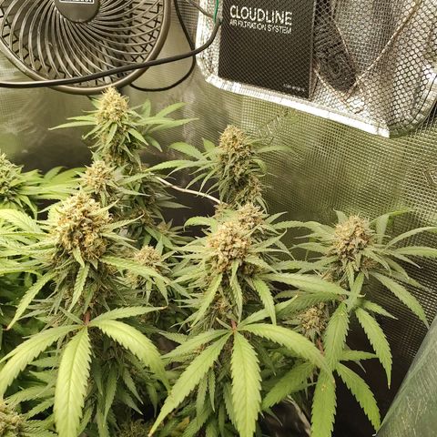 Durban Poison growlog timeline photo