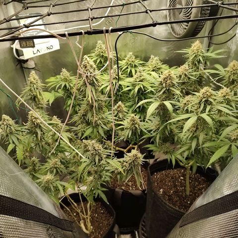 Durban Poison growlog timeline photo