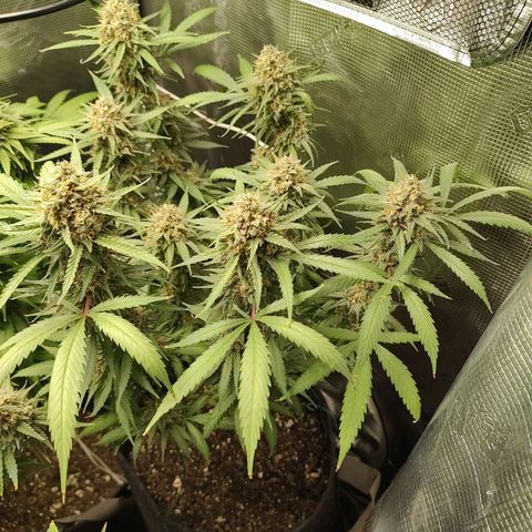 Durban Poison growlog timeline photo