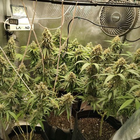 Durban Poison growlog timeline photo