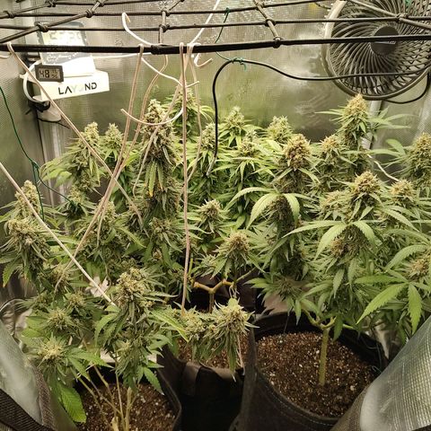 Durban Poison growlog timeline photo