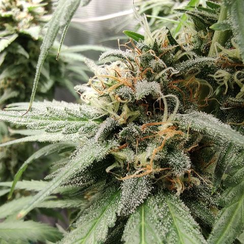 Durban Poison growlog timeline photo