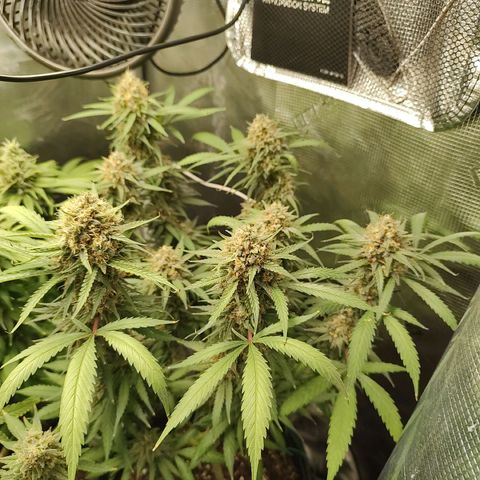 Durban Poison growlog timeline photo