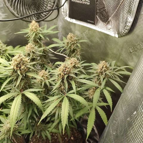 Durban Poison growlog timeline photo