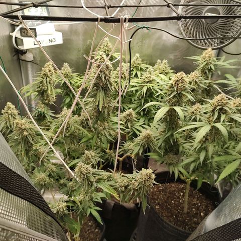 Durban Poison growlog timeline photo