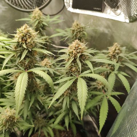 Durban Poison growlog timeline photo