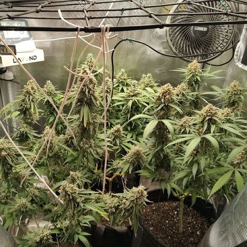 Durban Poison growlog timeline photo