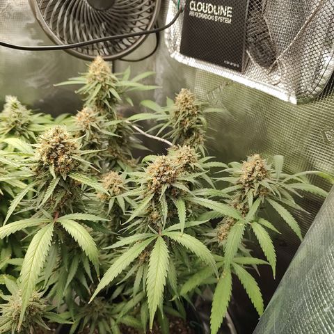 Durban Poison growlog timeline photo
