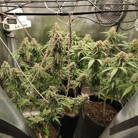 Durban Poison growlog timeline photo