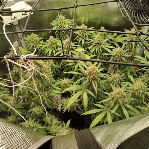 Durban Poison growlog timeline photo