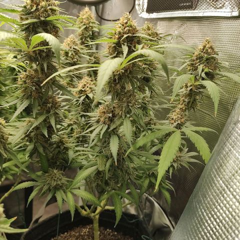 Durban Poison growlog timeline photo