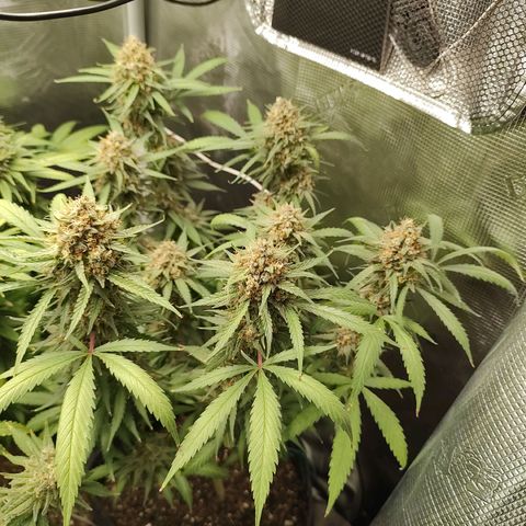 Durban Poison growlog timeline photo
