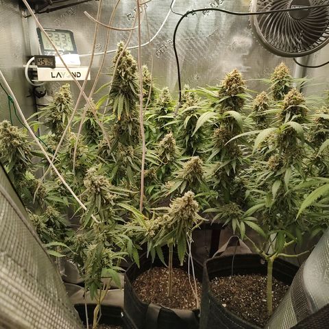 Durban Poison growlog timeline photo