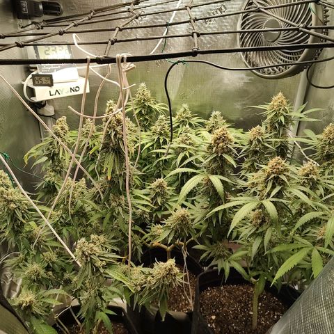 Durban Poison growlog timeline photo