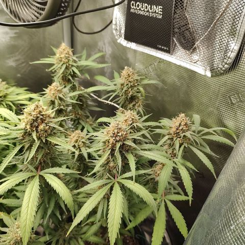 Durban Poison growlog timeline photo