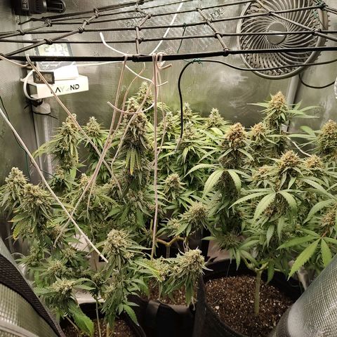 Durban Poison growlog timeline photo