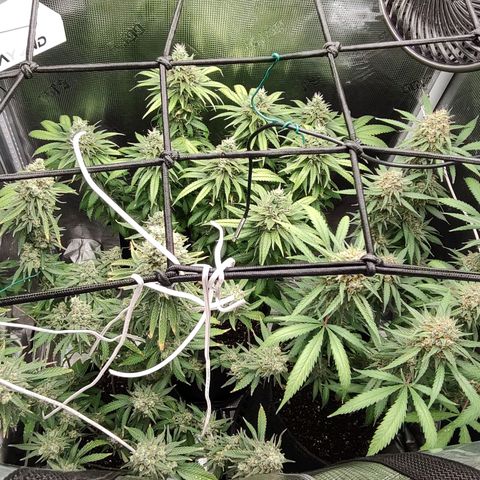 Durban Poison growlog timeline photo