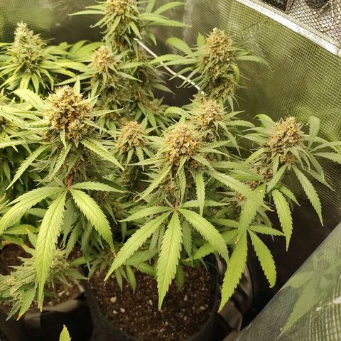 Durban Poison growlog timeline photo