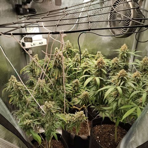 Durban Poison growlog timeline photo