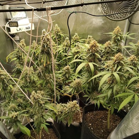 Durban Poison growlog timeline photo