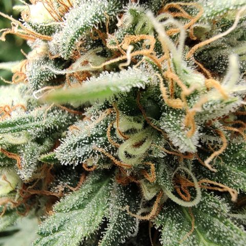 Durban Poison growlog timeline photo