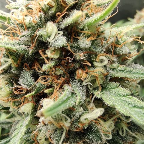 Durban Poison growlog timeline photo