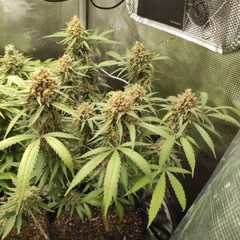Durban Poison growlog timeline photo