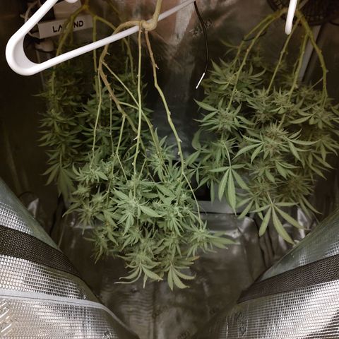 Durban Poison growlog timeline photo